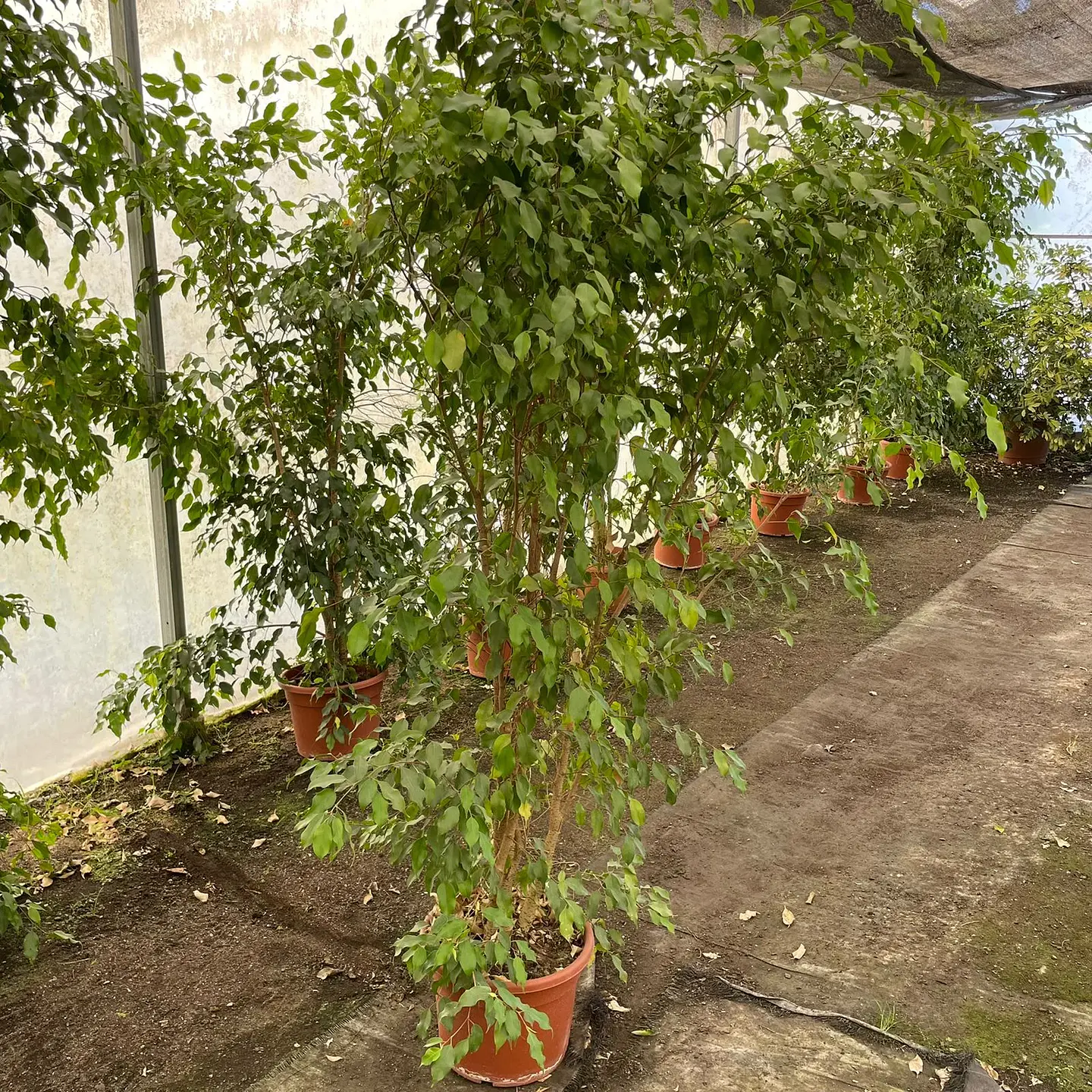 Ficus Golden Alto 2