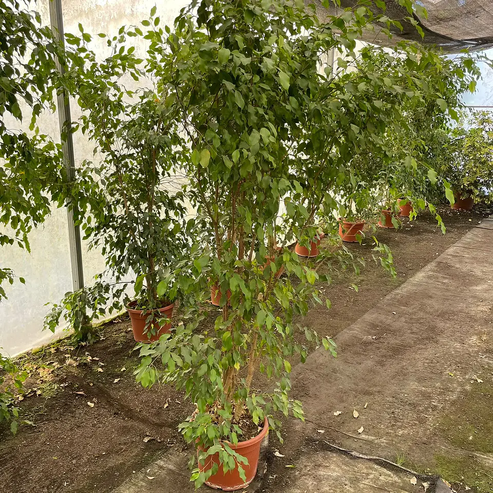 Ficus Golden Alto 2