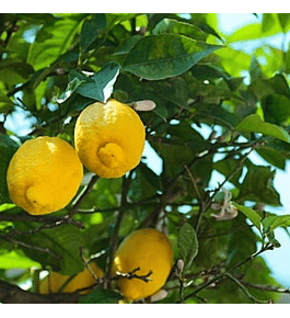 Limón Génova