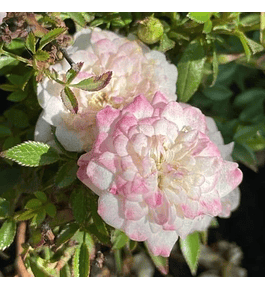 Rosa miniatura