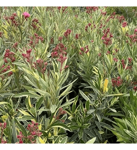 Laurel Variegado de Flor