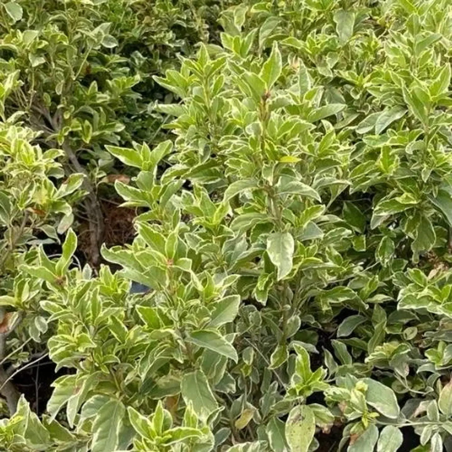 Laurentina Variegada 1