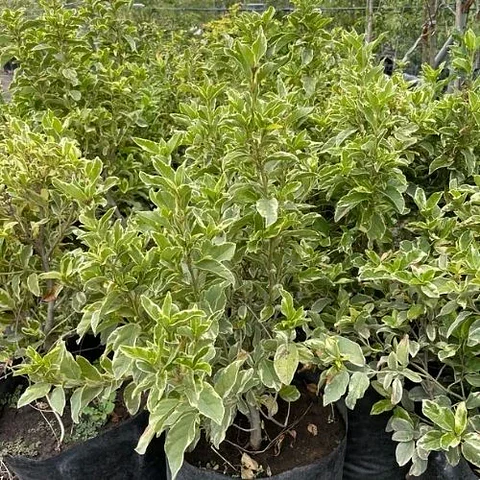 Laurentina Variegada