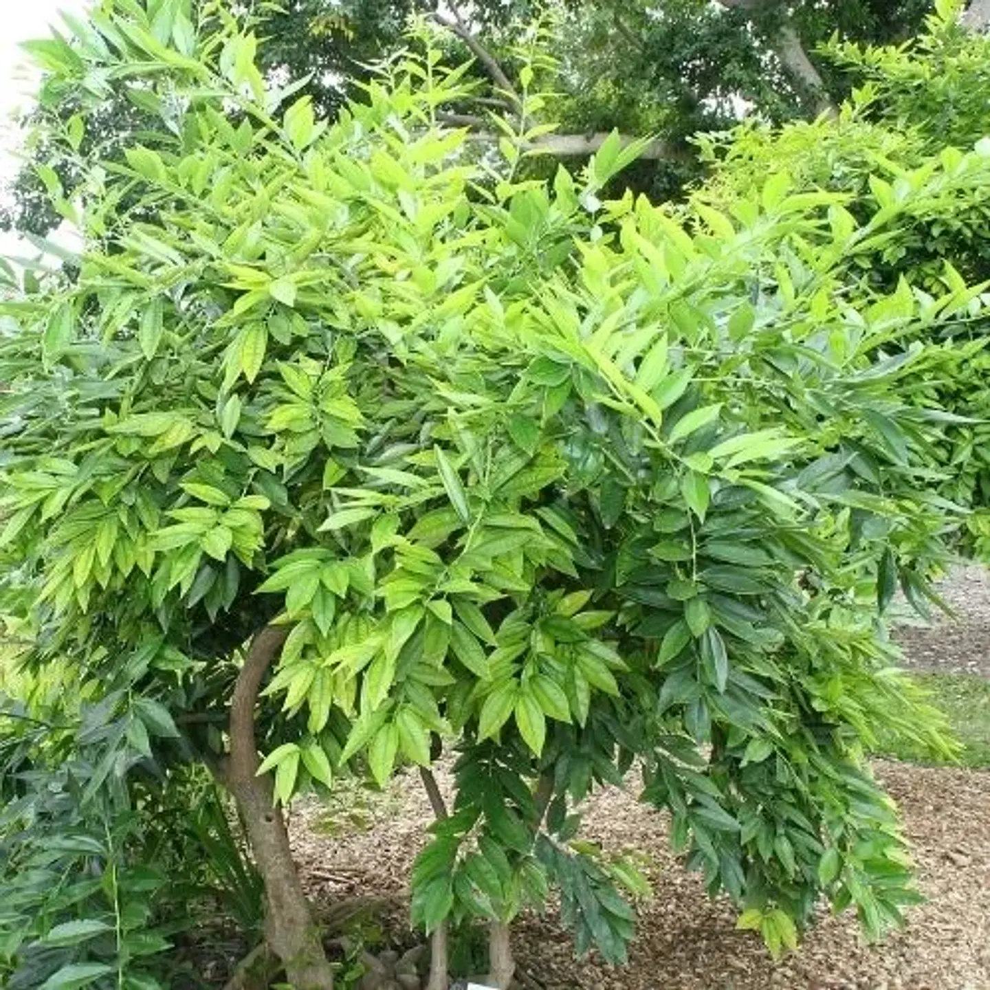 Cocculus laurifolius 1