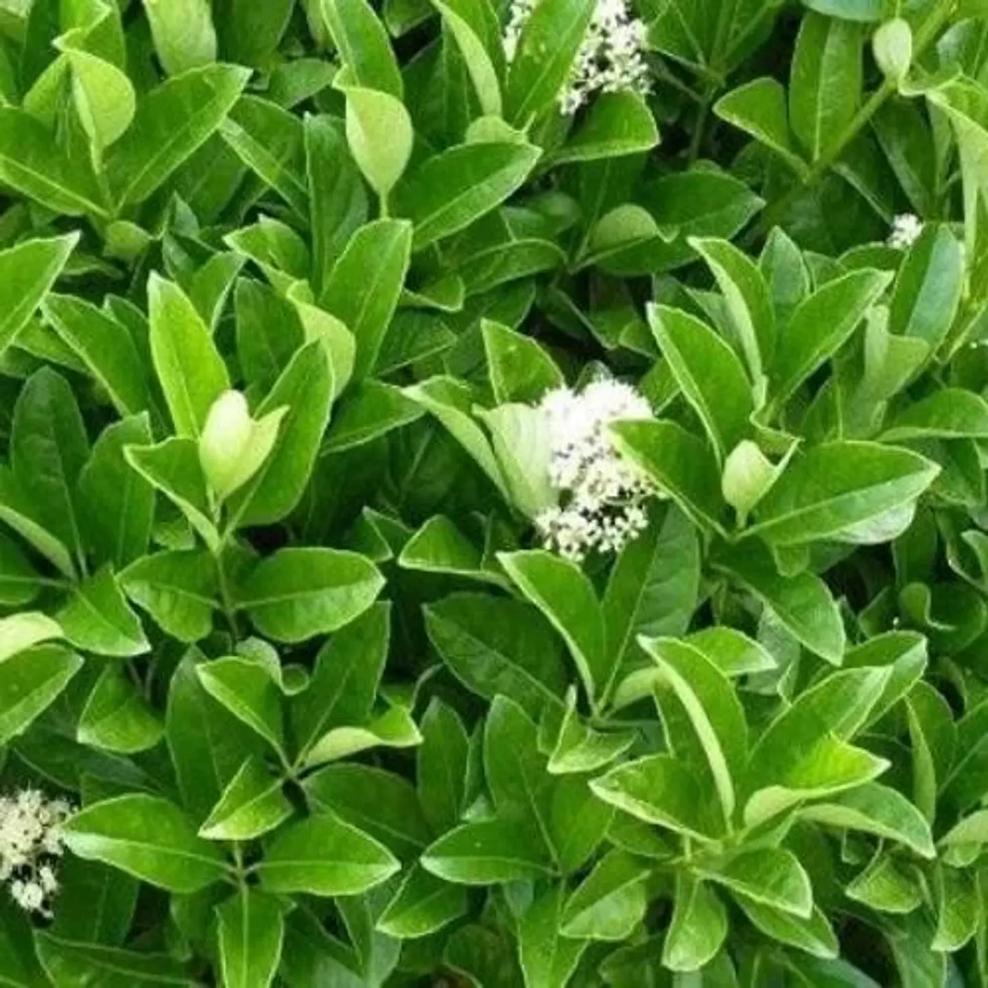 Viburnum lucidum 1