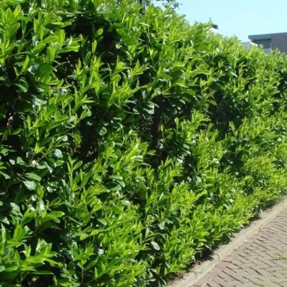 Viburnum lucidum 2
