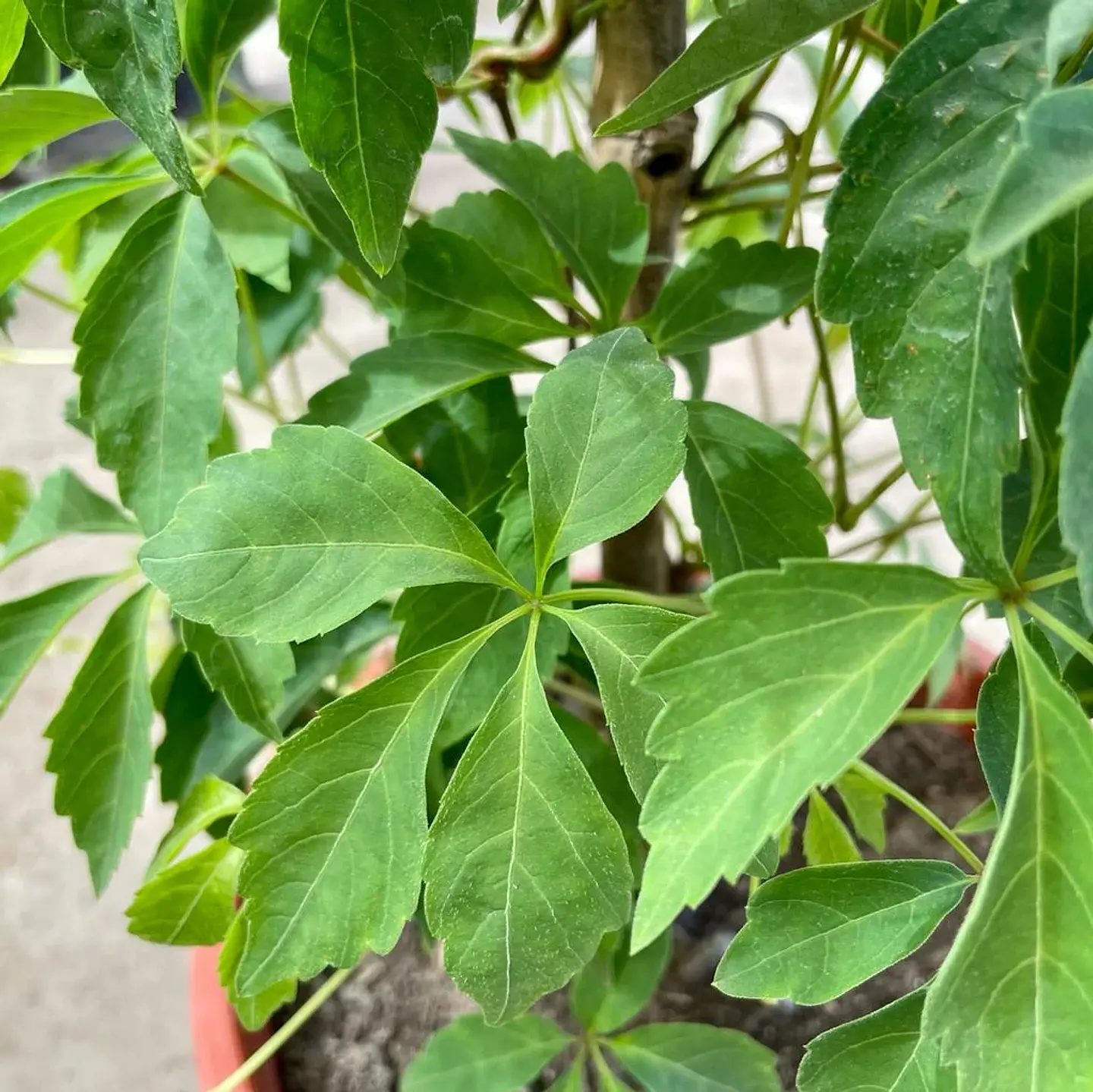 Ampelopsis 2
