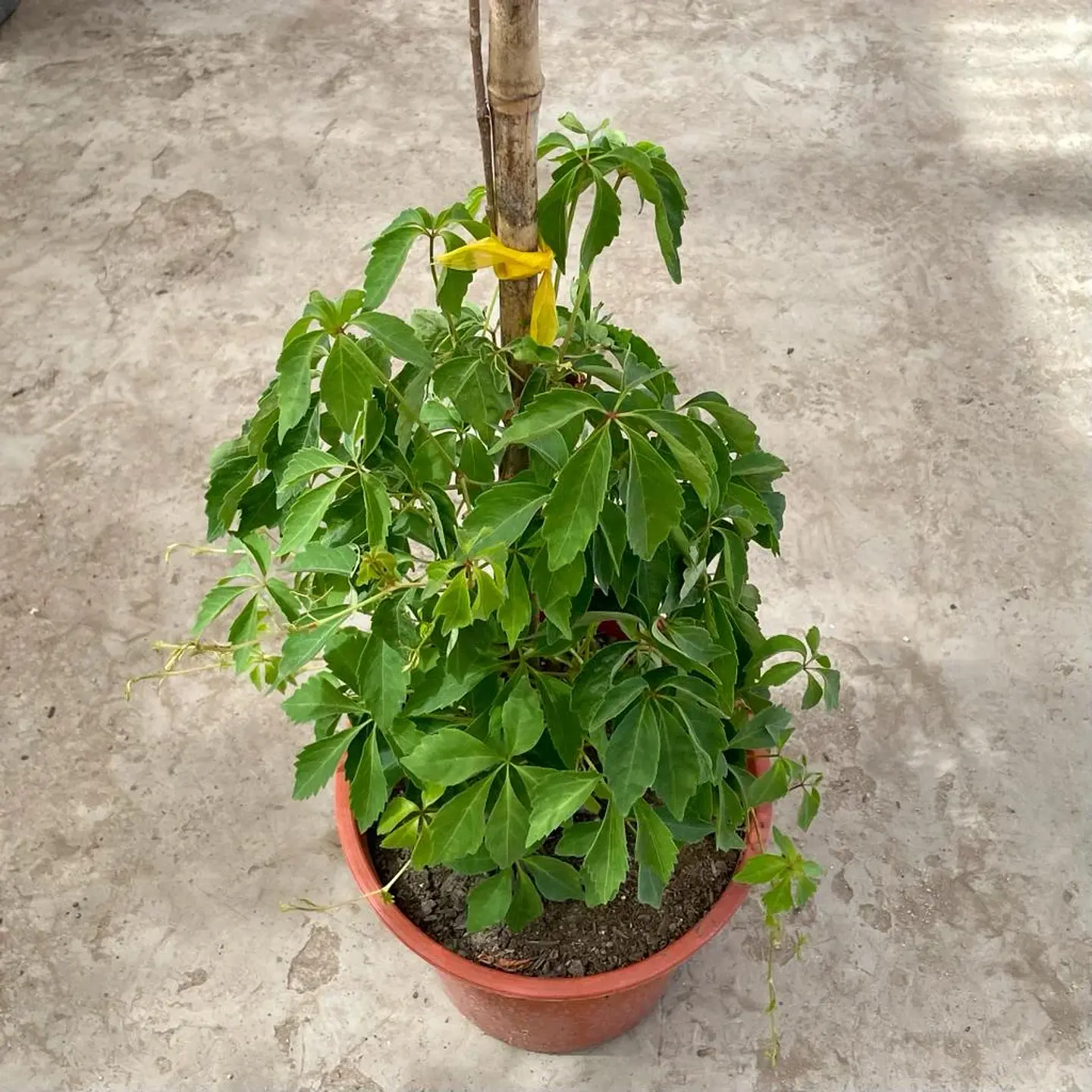 Ampelopsis 3