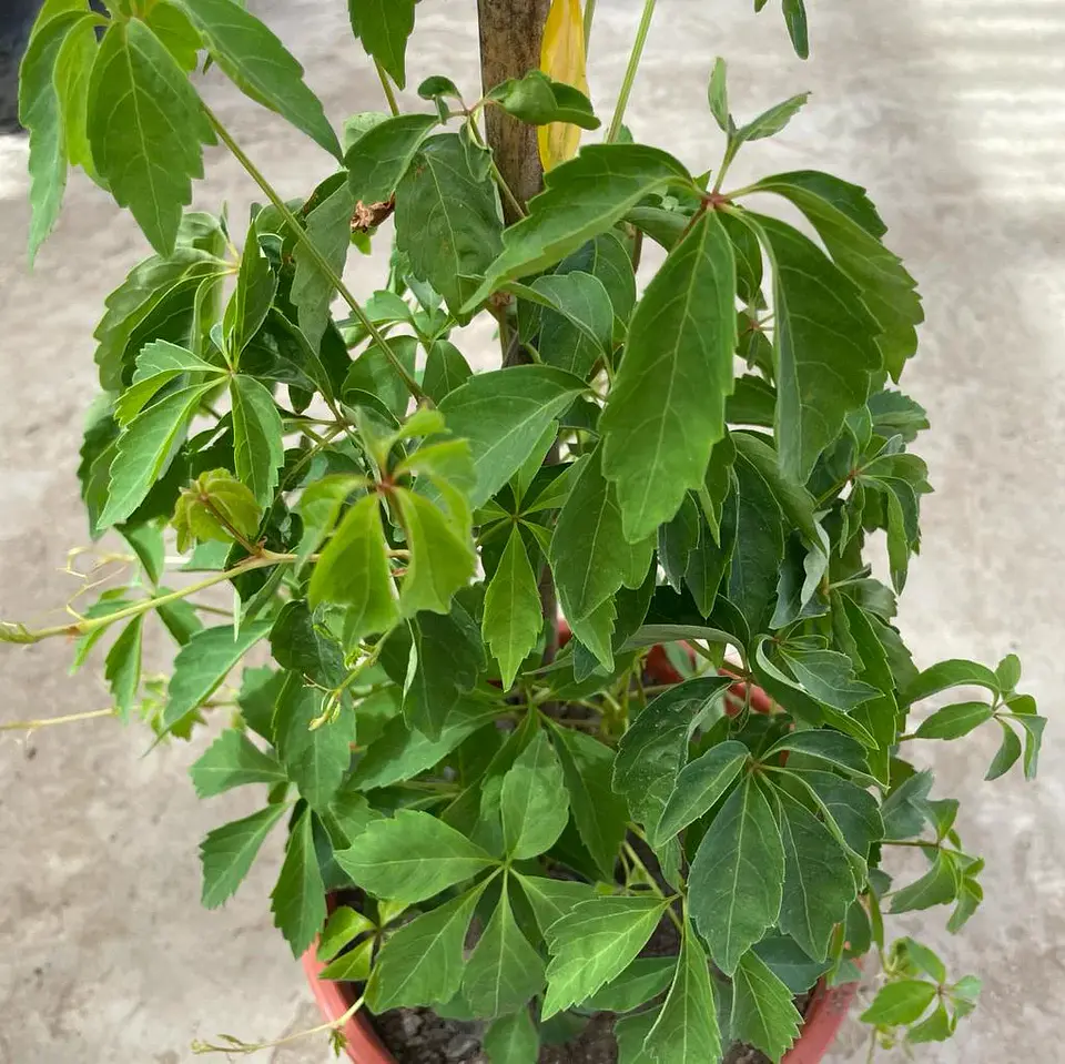 Ampelopsis 4
