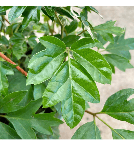 Cissus