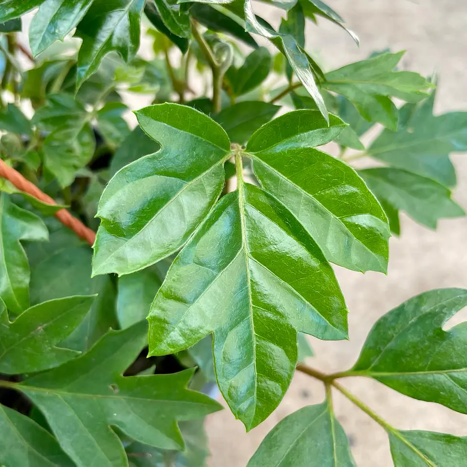 Cissus 1