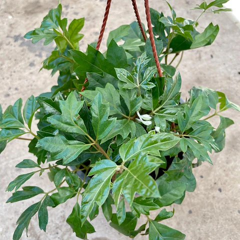 Cissus