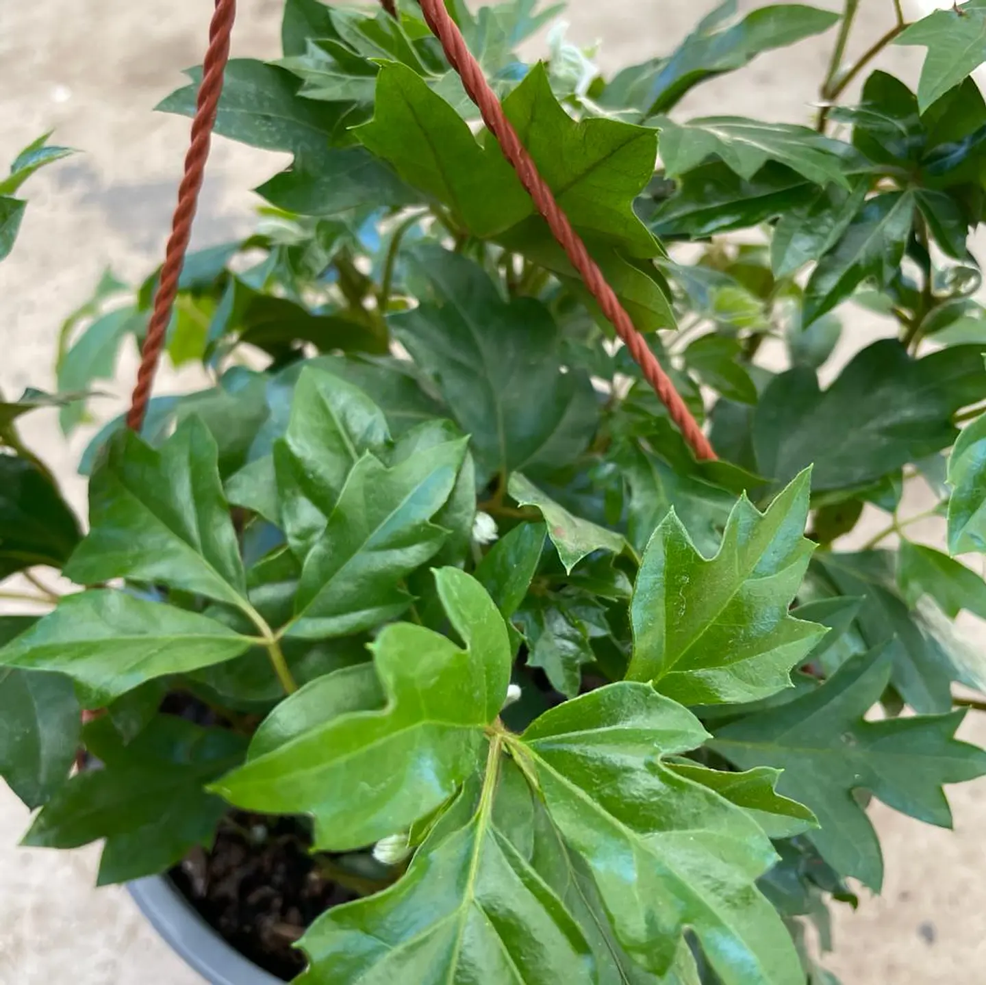Cissus 3