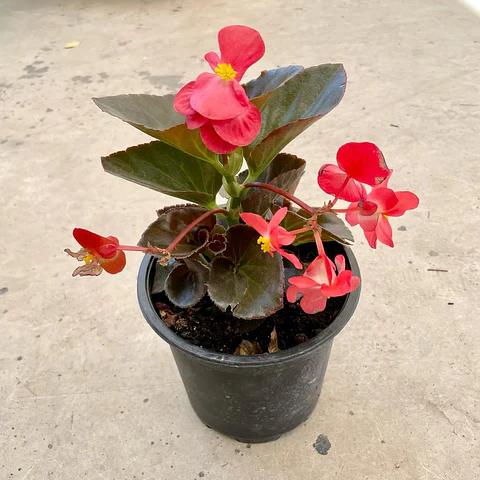 Begonia de cera roja