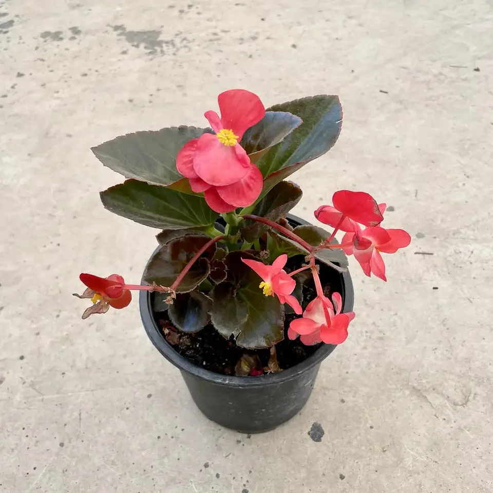 Begonia de cera roja 2