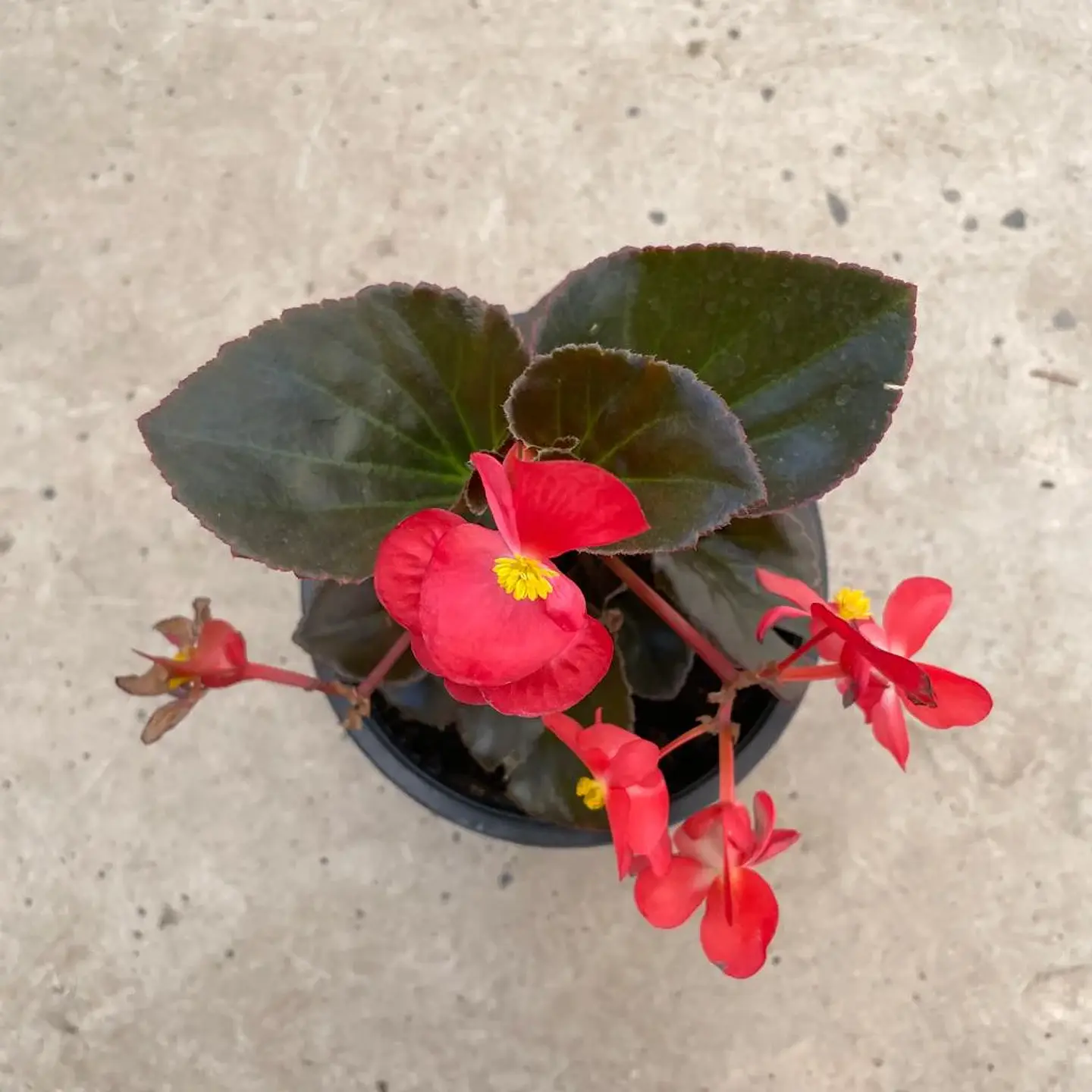 Begonia de cera roja 3