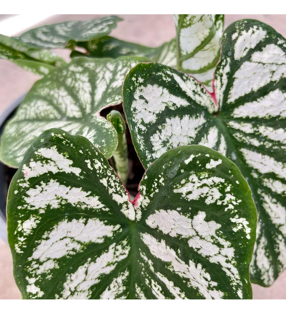 Caladium Blanco