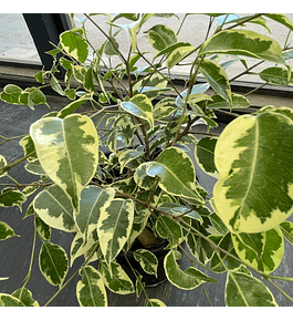 Ficus Benjamina variegado