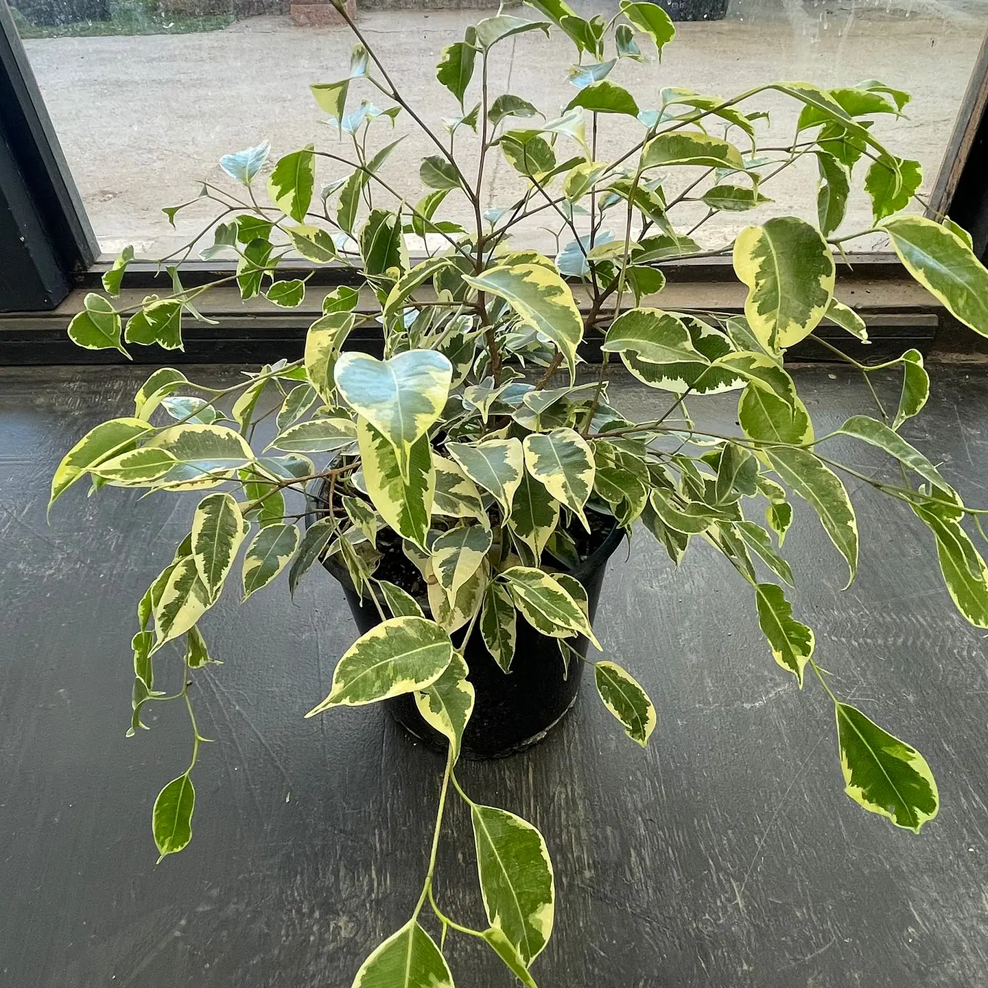 Ficus Benjamina variegado 2