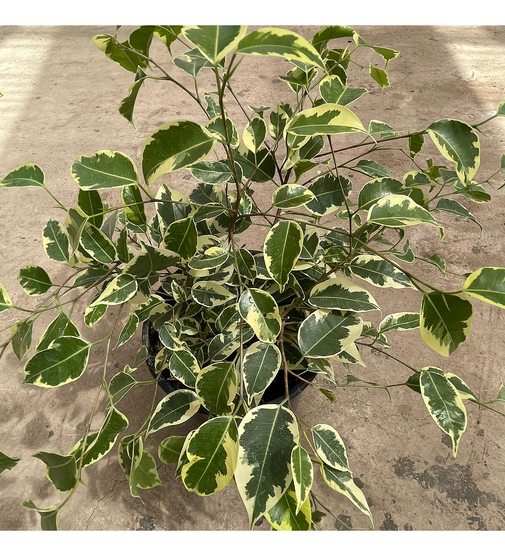 Ficus Benjamina variegado