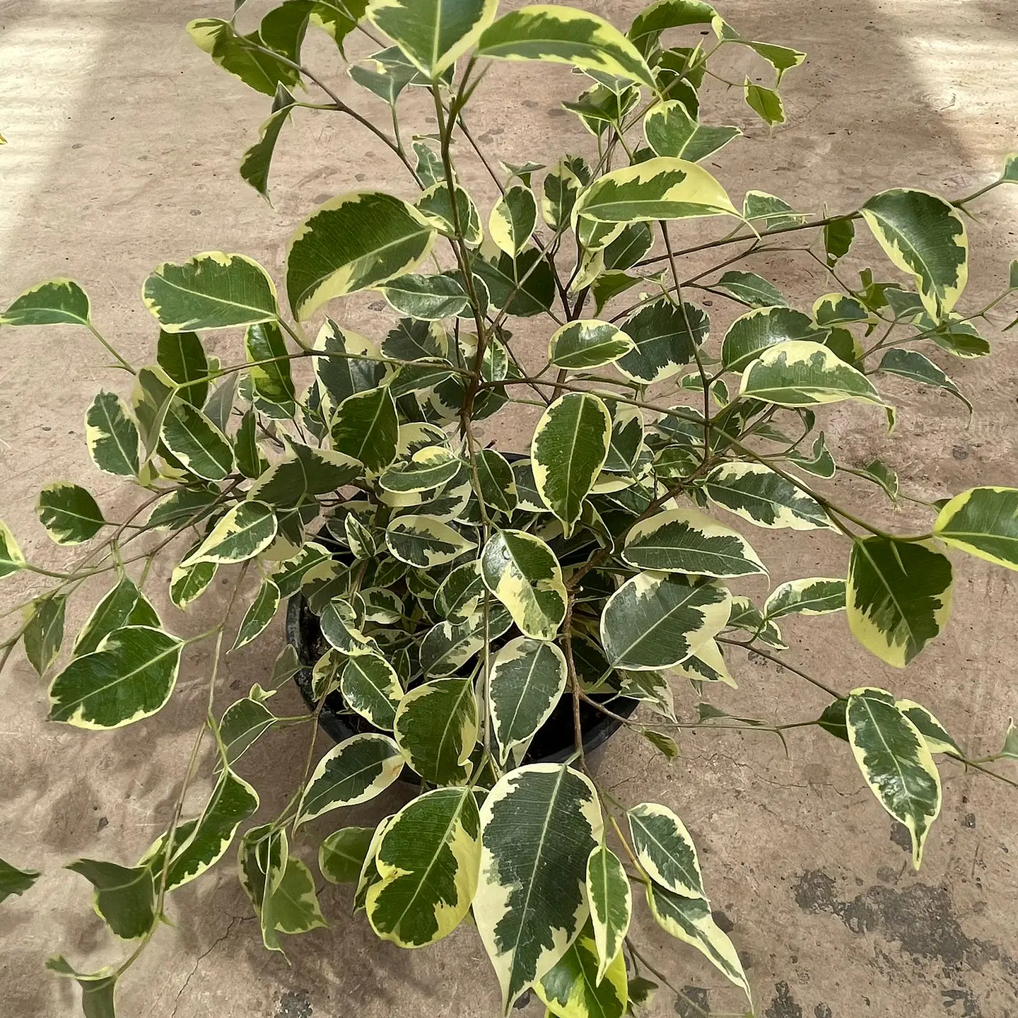 Ficus Benjamina variegado 3
