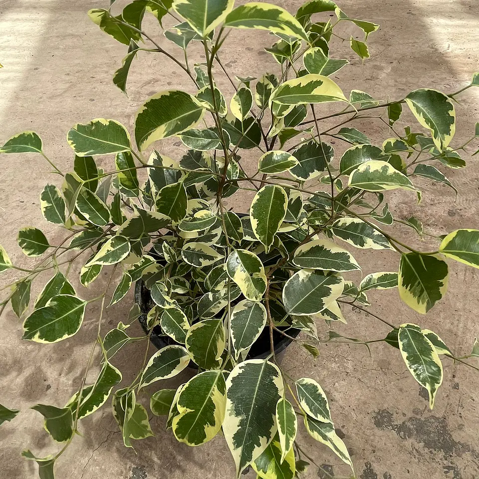 Ficus Benjamina variegado 3