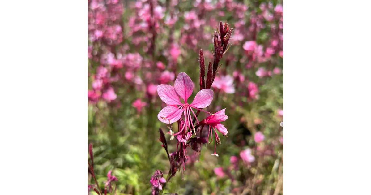 Gaura Rosada