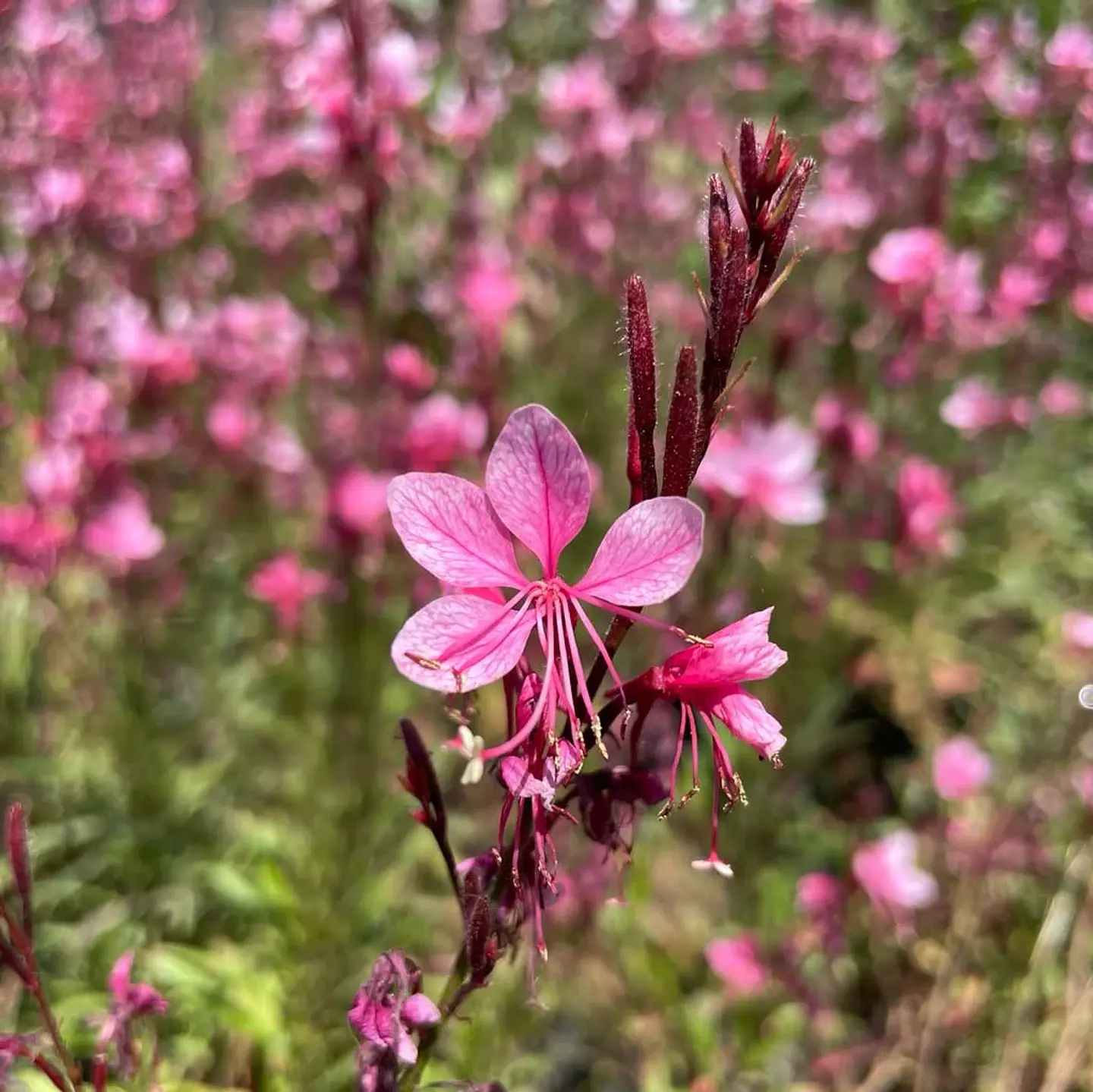 Gaura Rosada 1