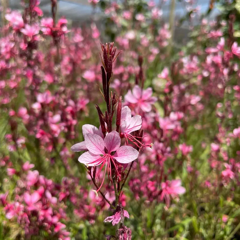 Gaura Rosada 2