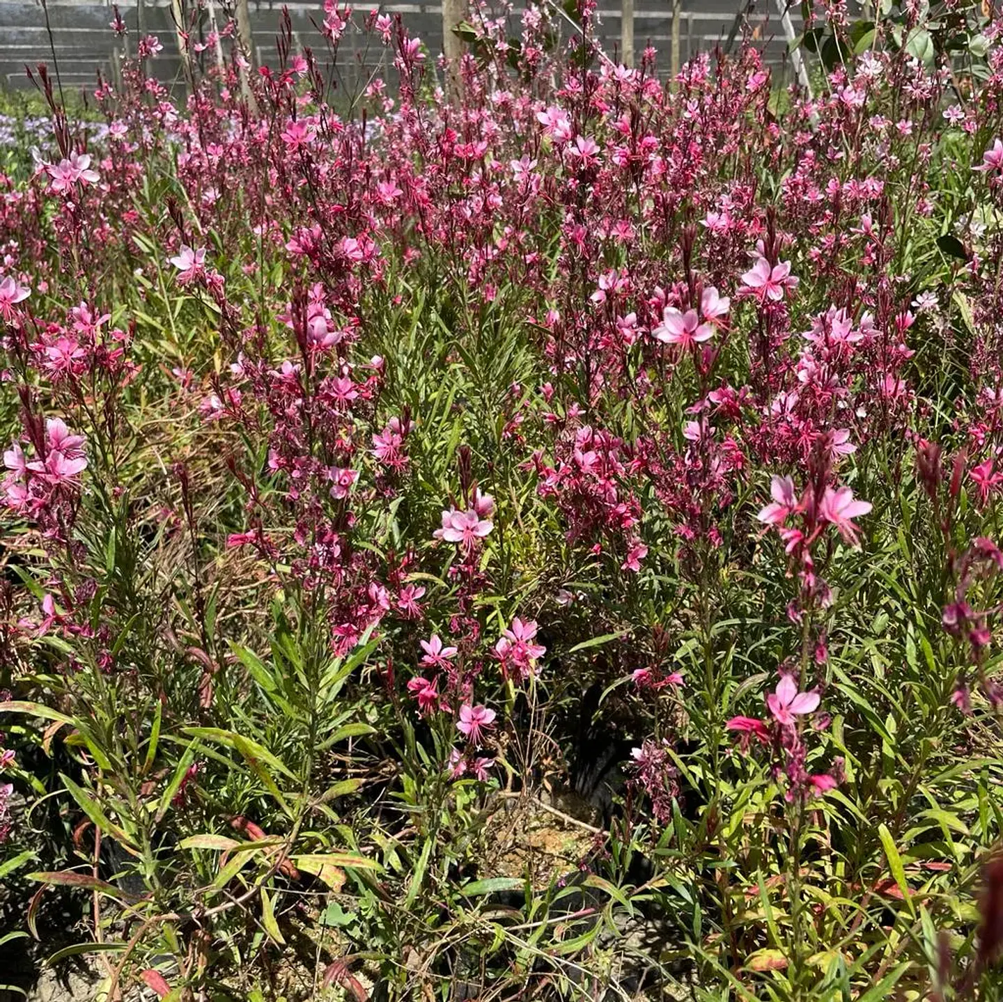 Gaura Rosada 3
