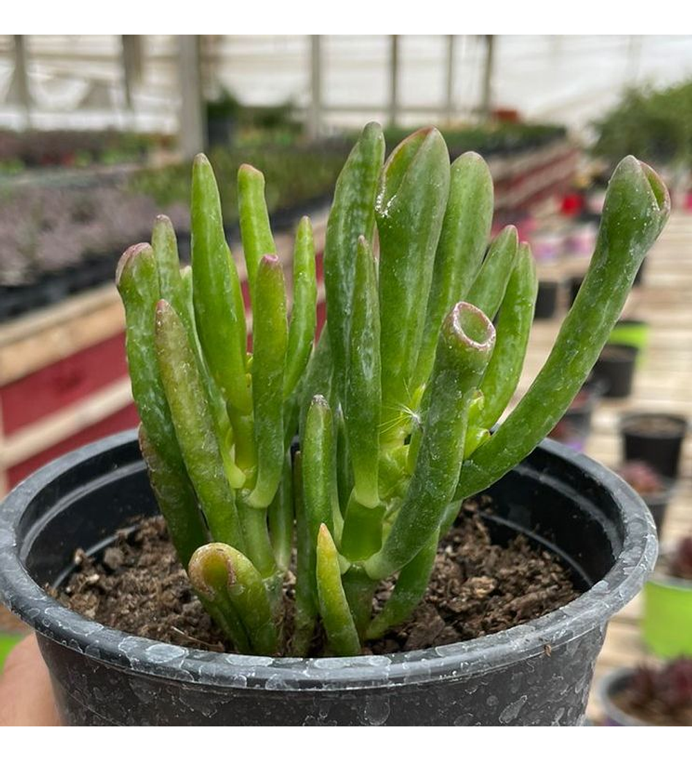 Crassula ovata 