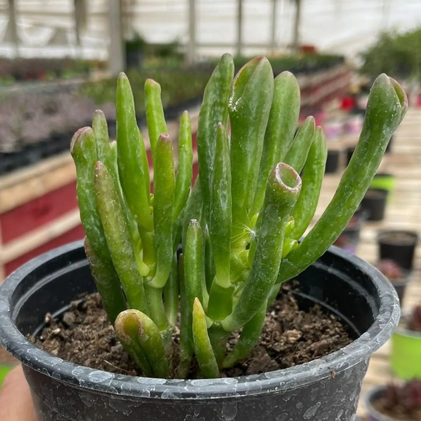 Crassula ovata  1