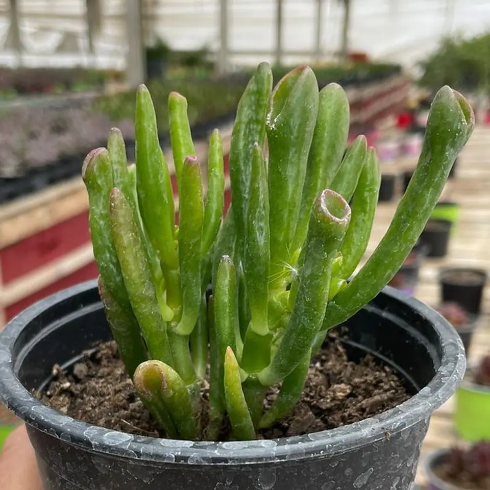 Crassula ovata  1
