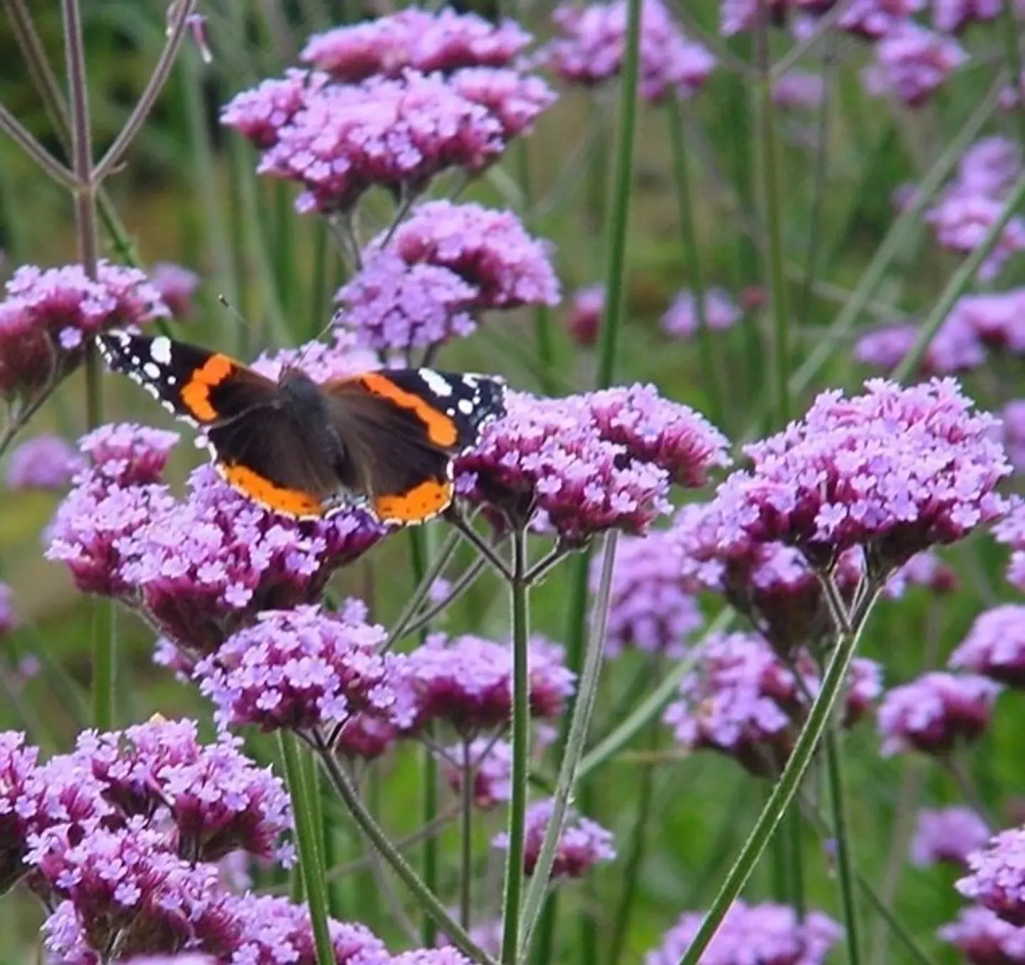 Verbena bonaerensis 1