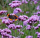 Verbena bonaerensis - Miniatura 1