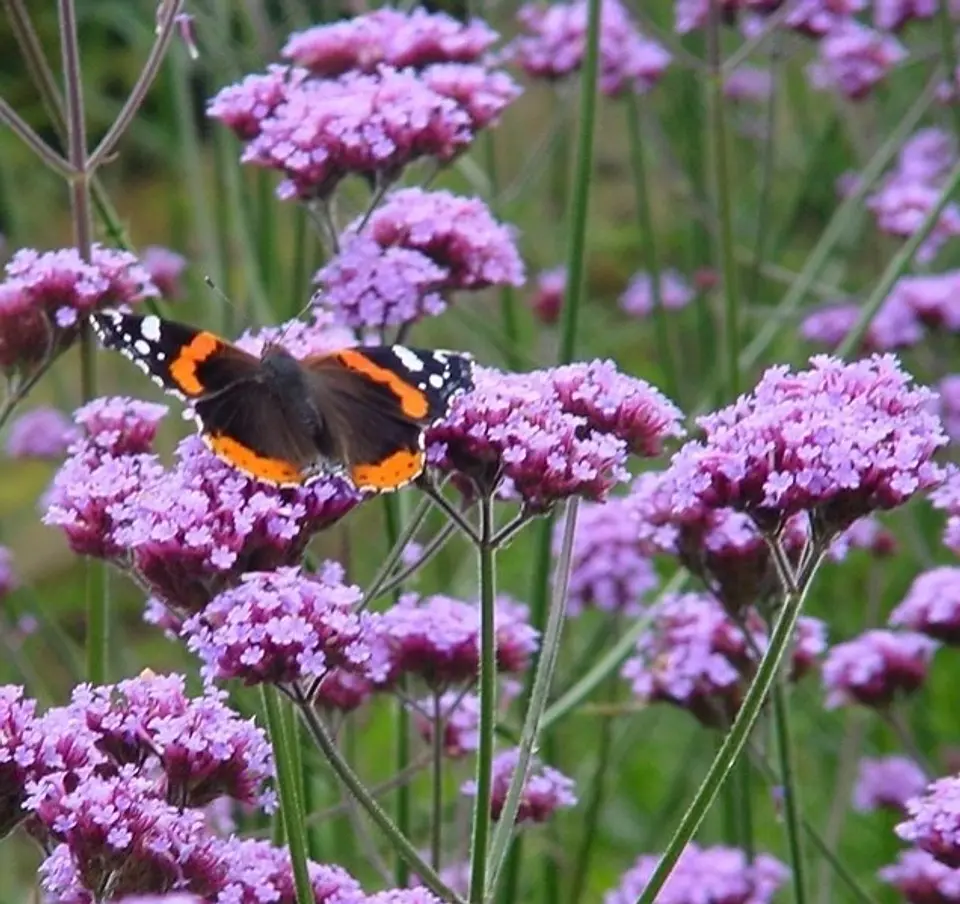 Verbena bonaerensis 1