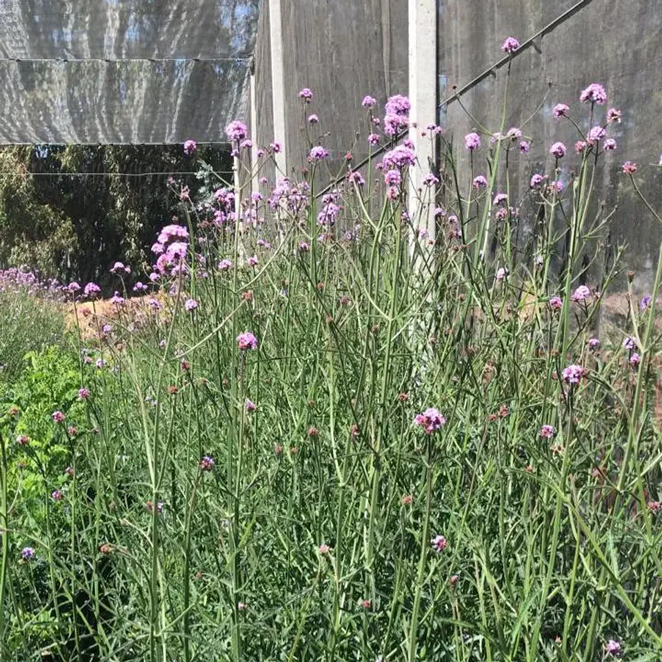 Verbena bonaerensis 2