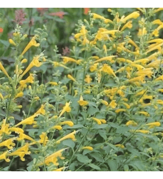 Agastache Amarillo