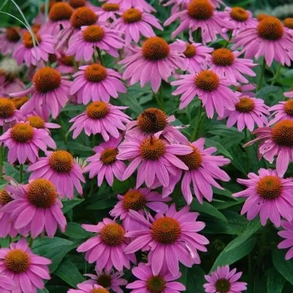 Echinaceas 3