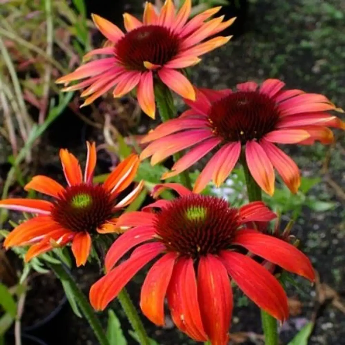 Echinaceas 1