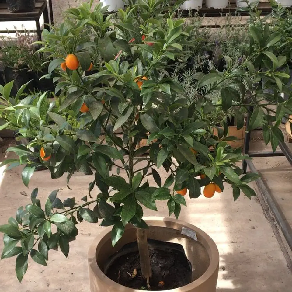 Kumquat 4