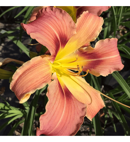 Hemerocallis Spoons for Escargots