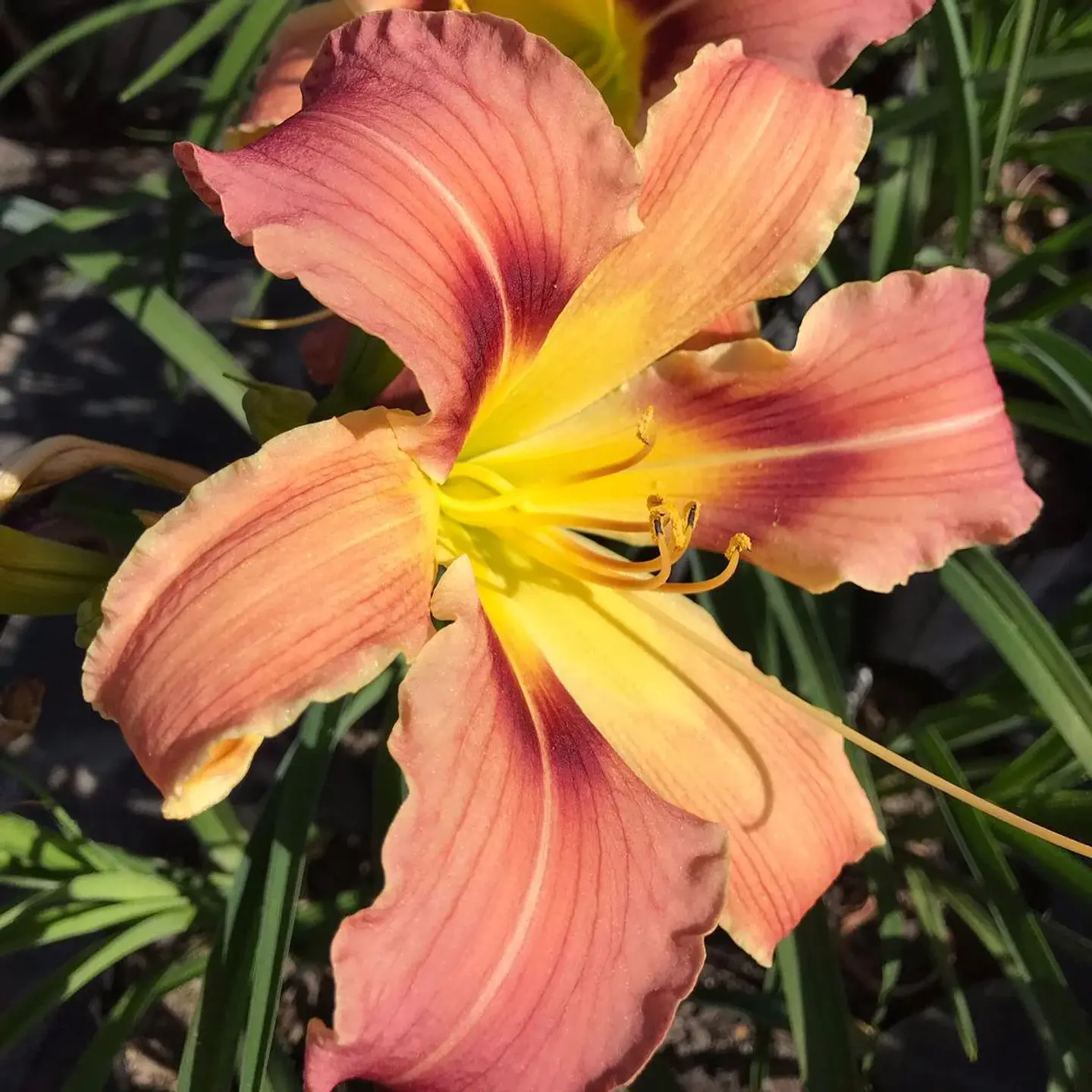 Hemerocallis Spoons for Escargots 1