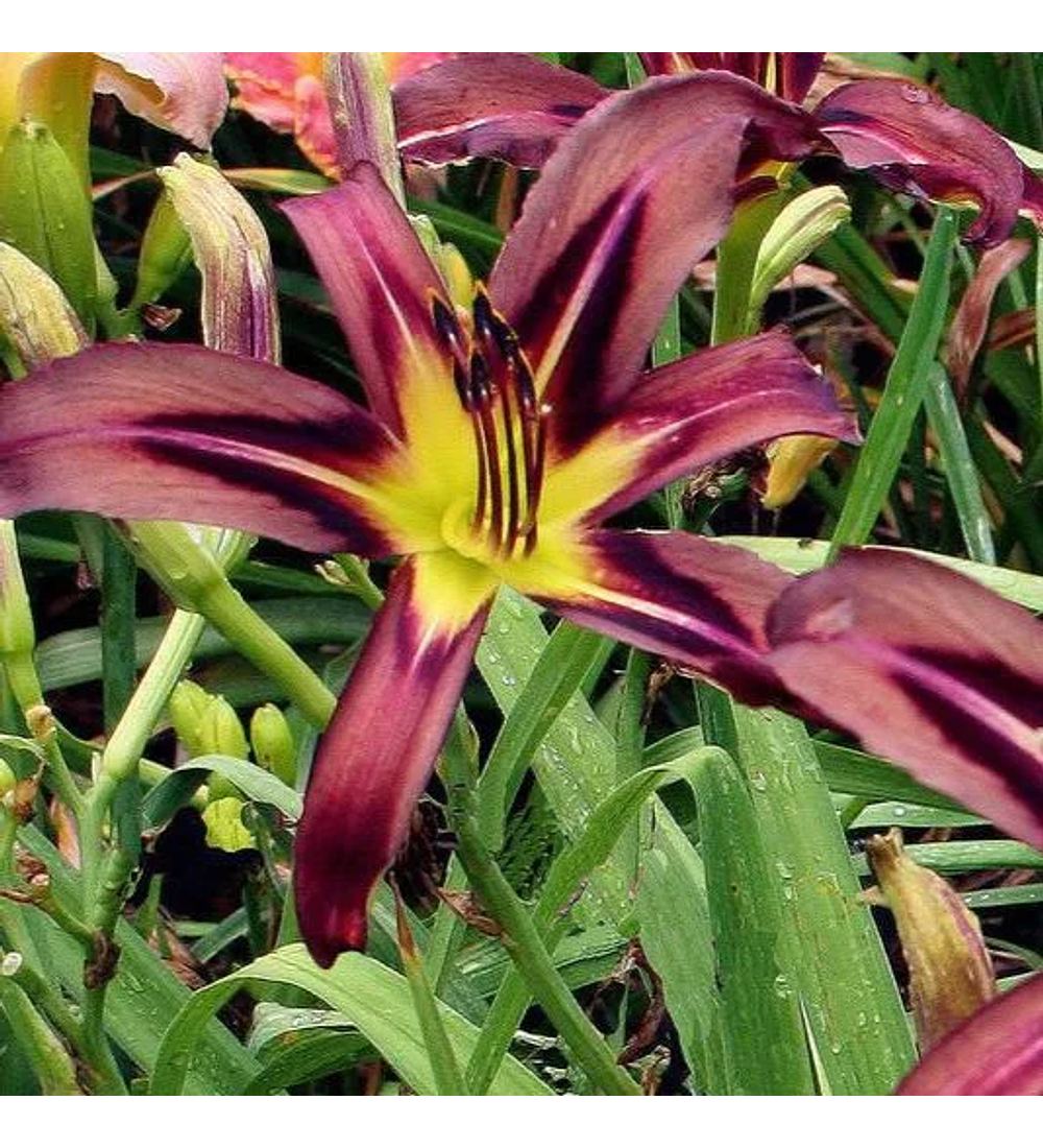 Hemerocallis Black Arrowhead