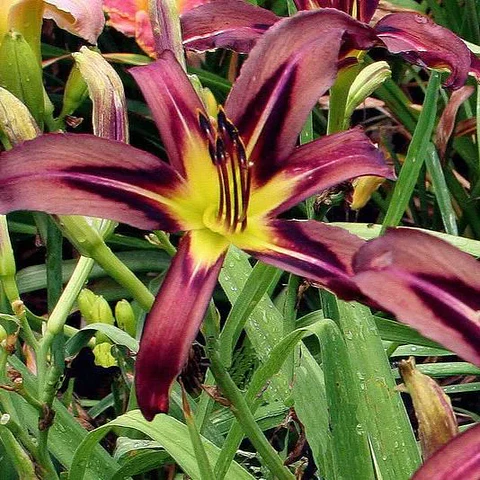 Hemerocallis Black Arrowhead