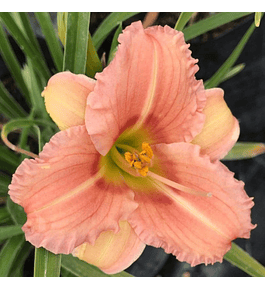 Hemerocallis Rose