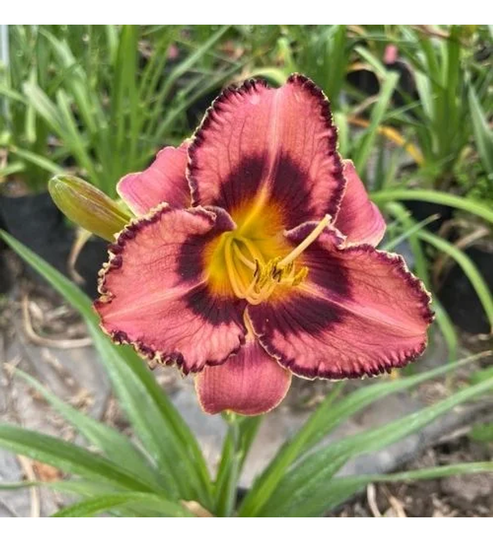 Hemerocallis Canadian Border Patrol