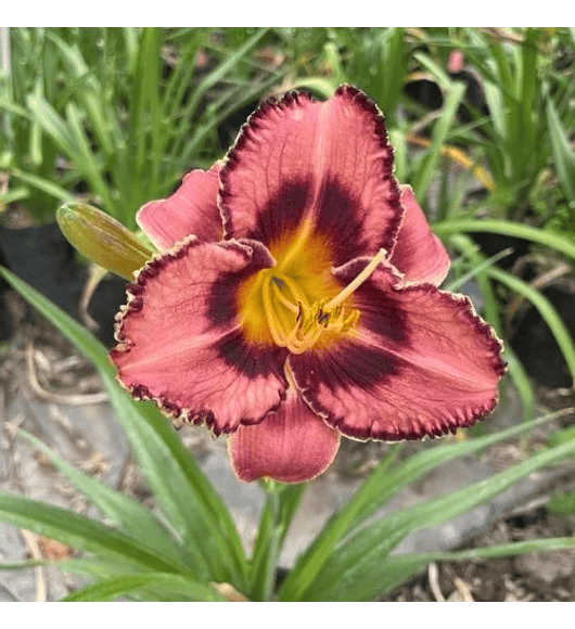 Hemerocallis Canadian Border Patrol