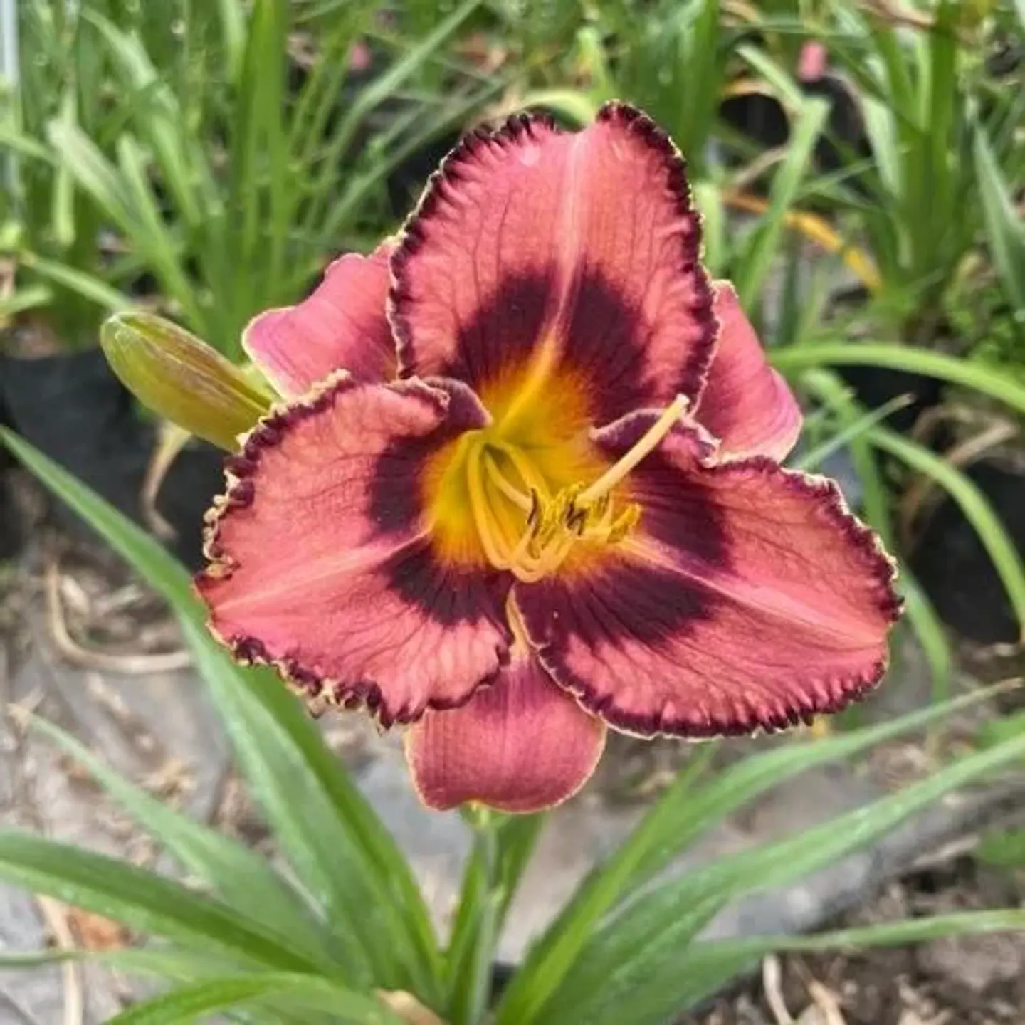 Hemerocallis Canadian Border Patrol 1