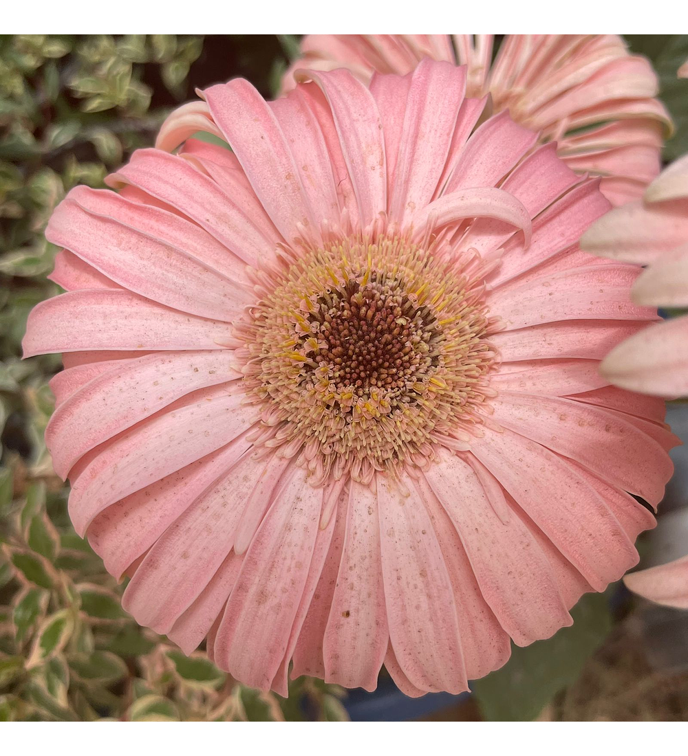 Gerbera